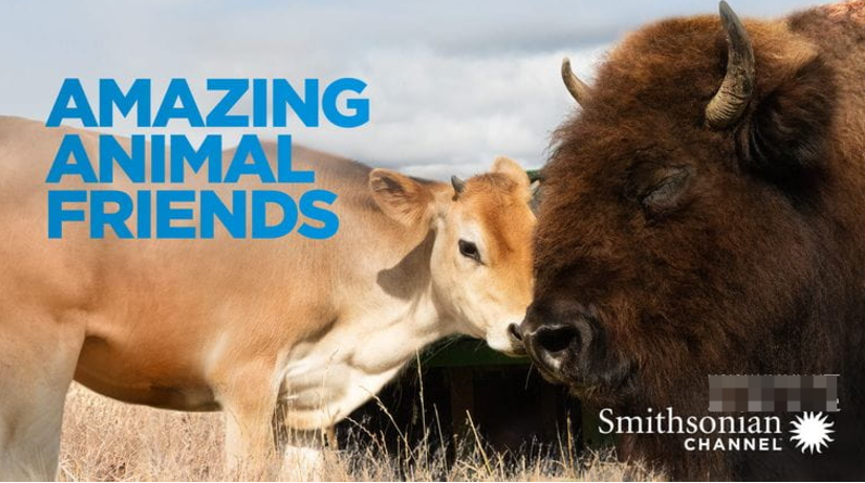 《神奇的动物朋友 Amazing Animal Friends》 (2020) 加拿大自然纪录片【全6集/中英双字】-玩嗨助吧网