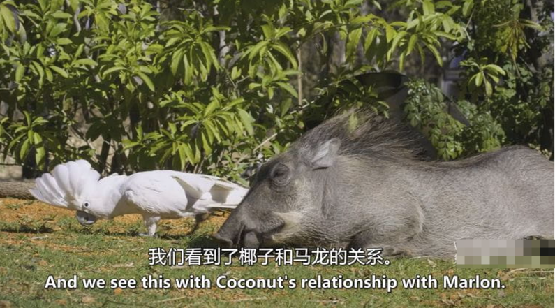 图片[4]-《神奇的动物朋友 Amazing Animal Friends》 (2020) 加拿大自然纪录片【全6集/中英双字】-玩嗨助吧网