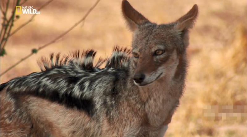 《野狗的传奇故事 A Wild Dog's Tale》 (2022) 美国国家地理纪录片【单集全/俄语无字】-玩嗨助吧网