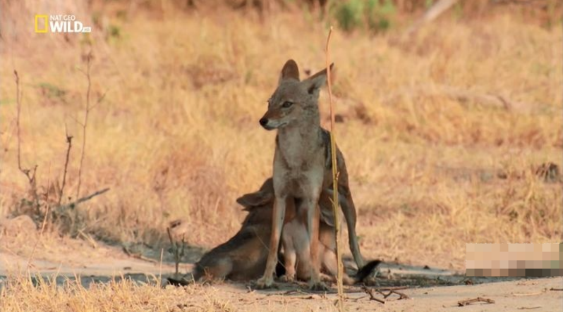 图片[2]-《野狗的传奇故事 A Wild Dog’s Tale》 (2022) 美国国家地理纪录片【单集全/俄语无字】-玩嗨助吧网