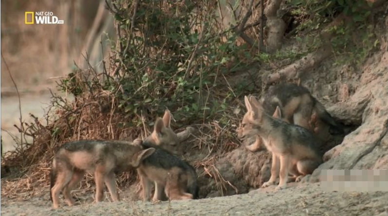 图片[3]-《野狗的传奇故事 A Wild Dog’s Tale》 (2022) 美国国家地理纪录片【单集全/俄语无字】-玩嗨助吧网