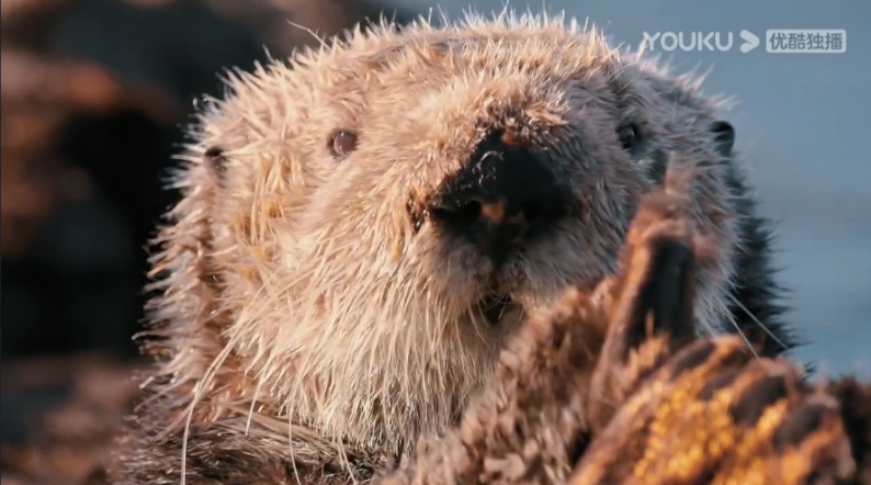 图片[2]-《狂野地球 A Wild Year on Earth》 (2020) 加拿大自然纪录片【全6集/中英双字】-玩嗨助吧网