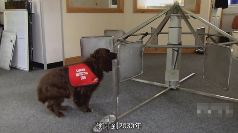 图片[2]- 非凡的狗儿 Extraordinary Dogs (2011) Channel 5纪录片 | 全13集/中英双字/犬类纪实-玩嗨助吧网