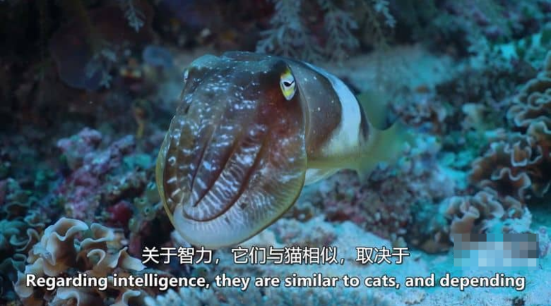 图片[3]-[如果地球上没有陆地] 2024 美国自然类纪录片 高清资源下载-玩嗨助吧网