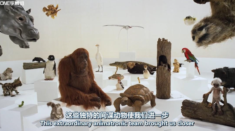 动物卧底系列[荒野间谍第一季]2017 BBC纪录片中英双字完整5集-玩嗨助吧网