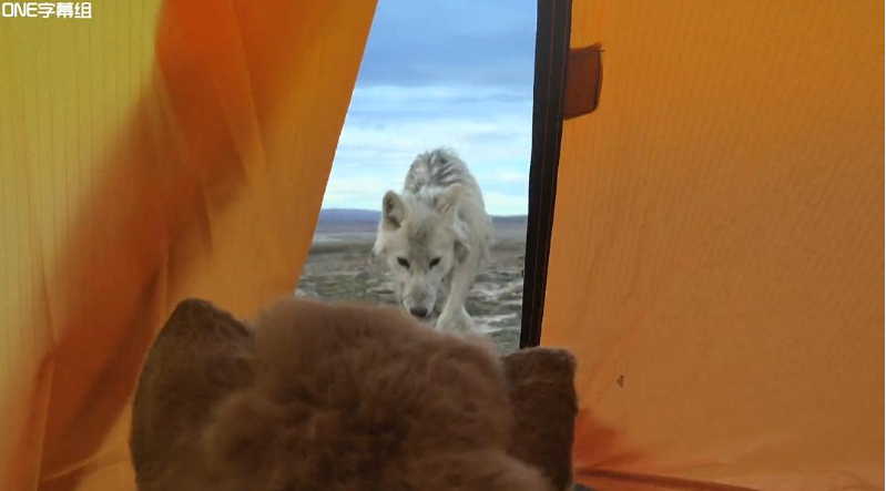 图片[2]-动物卧底系列[荒野间谍第一季]2017 BBC纪录片中英双字完整5集-玩嗨助吧网