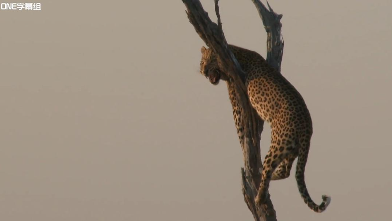 图片[3]-动物卧底系列[荒野间谍第一季]2017 BBC纪录片中英双字完整5集-玩嗨助吧网