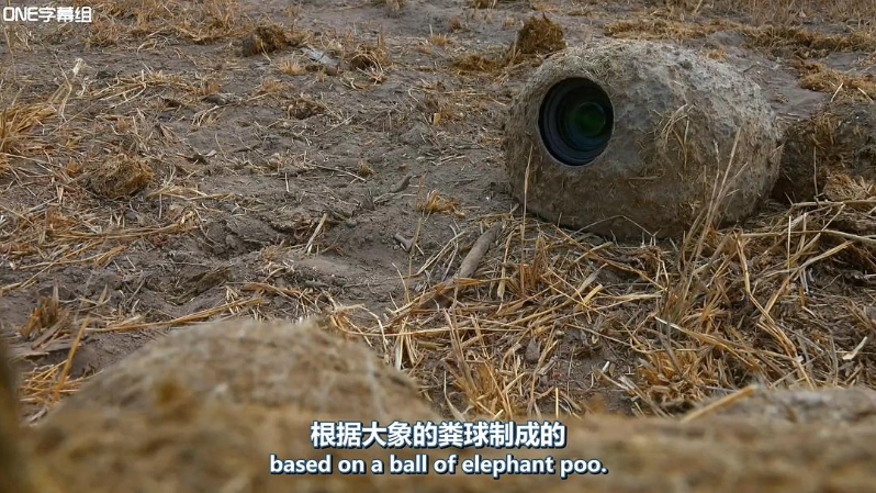 图片[4]-动物卧底系列[荒野间谍第一季]2017 BBC纪录片中英双字完整5集-玩嗨助吧网