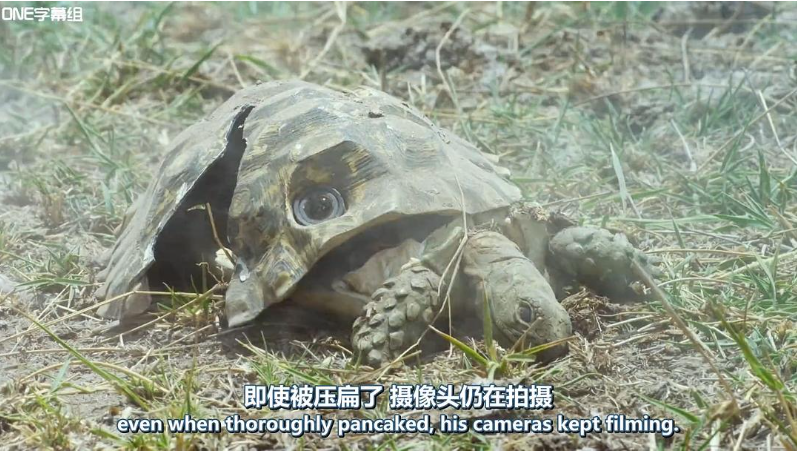 图片[5]-动物卧底系列[荒野间谍第一季]2017 BBC纪录片中英双字完整5集-玩嗨助吧网