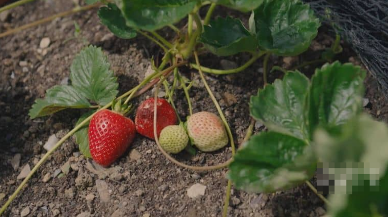 图片[4]-家庭种菜纪录片[种植烹饪食用]2020 美国 中英双字 全季完整版-玩嗨助吧网