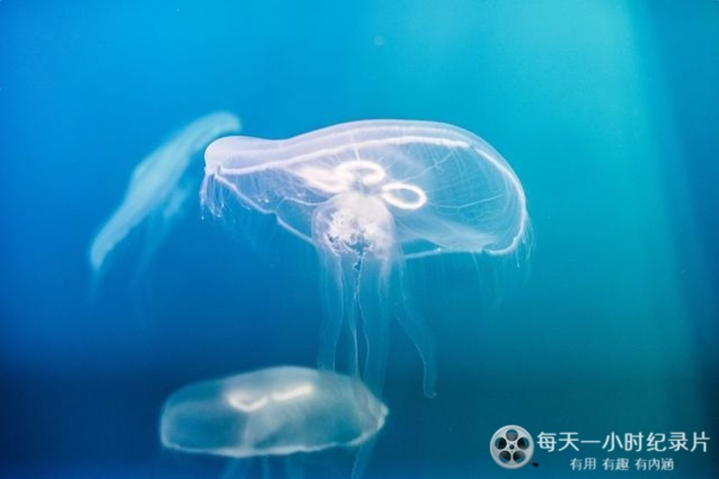 图片[2]-自然纪录片-玩嗨助吧网