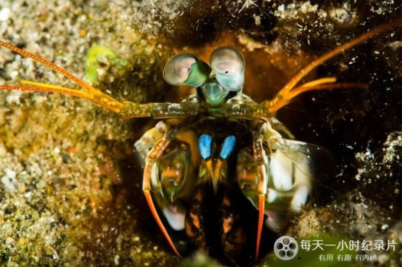 图片[3]-自然纪录片-玩嗨助吧网