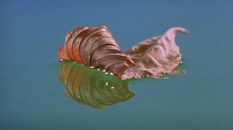 《微观世界 Microcosmos: Le peuple de l'herbe》 (1996) 法国自然纪录片【单集全/中英双字】-玩嗨助吧网