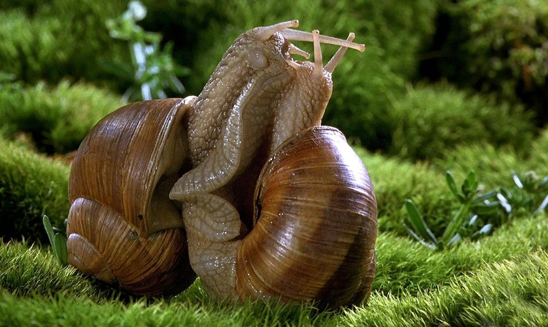 图片[2]-自然纪录片-玩嗨助吧网