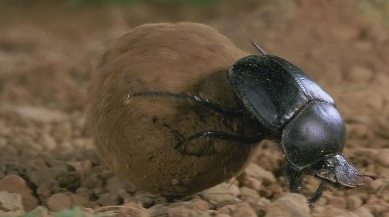 图片[4]-自然纪录片-玩嗨助吧网