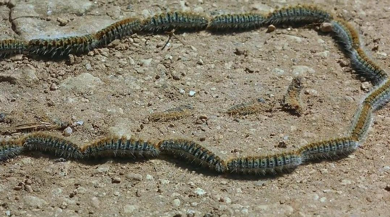 图片[5]-自然纪录片-玩嗨助吧网