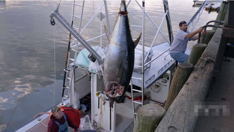 图片[5]-《鱼叉猎人 Harpoon Hunters》 (2025) 美国Discovery纪录片【全9集/中英双字】-玩嗨助吧网