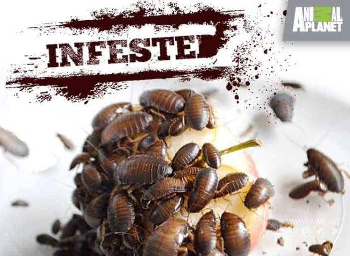 《害虫入侵！Infested!》 (2011) 美国Discovery纪录片【全3集/中英双字】高清资源下载-玩嗨助吧网
