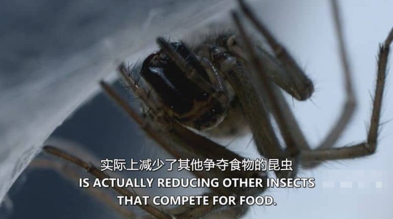 图片[3]-《害虫入侵！Infested!》 (2011) 美国Discovery纪录片【全3集/中英双字】高清资源下载-玩嗨助吧网