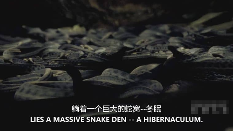 图片[4]-《害虫入侵！Infested!》 (2011) 美国Discovery纪录片【全3集/中英双字】高清资源下载-玩嗨助吧网