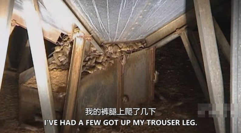 图片[5]-《害虫入侵！Infested!》 (2011) 美国Discovery纪录片【全3集/中英双字】高清资源下载-玩嗨助吧网