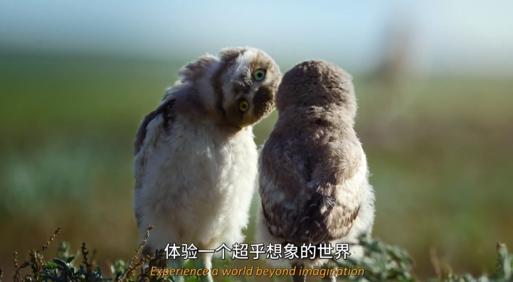 《农场动物的秘密生活 第一季 Secret Life of Farm Animals》 (2018) 英国BBC纪录片【全3集/中英双字】高清资源下载-玩嗨助吧网