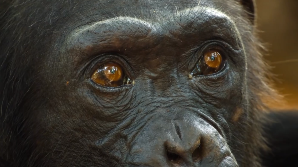 图片[2]-《农场动物的秘密生活 第一季 Secret Life of Farm Animals》 (2018) 英国BBC纪录片【全3集/中英双字】高清资源下载-玩嗨助吧网