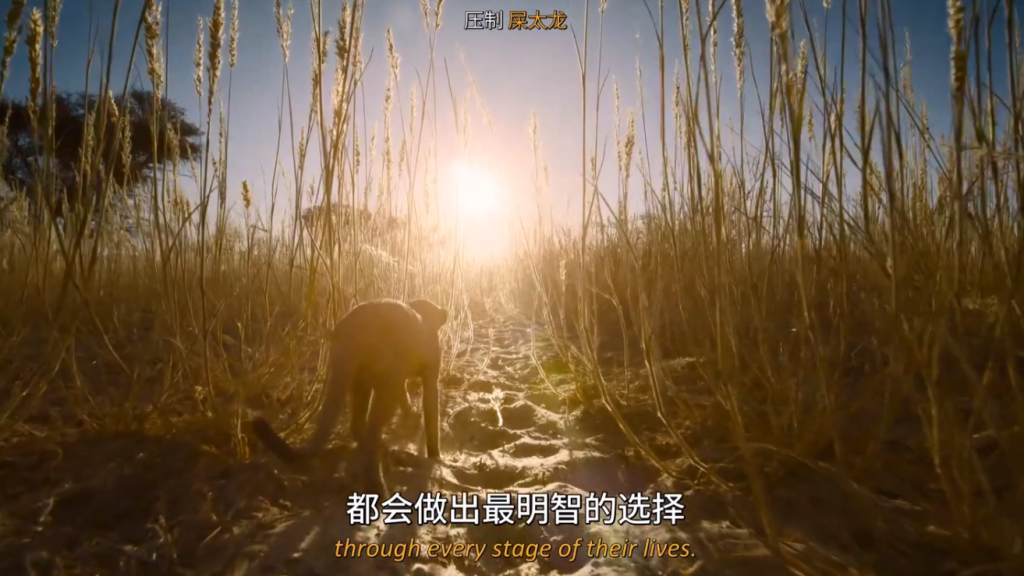 图片[3]-《农场动物的秘密生活 第一季 Secret Life of Farm Animals》 (2018) 英国BBC纪录片【全3集/中英双字】高清资源下载-玩嗨助吧网