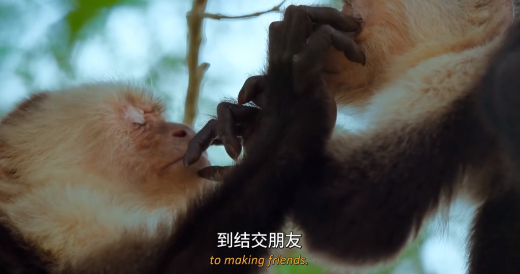 图片[4]-《农场动物的秘密生活 第一季 Secret Life of Farm Animals》 (2018) 英国BBC纪录片【全3集/中英双字】高清资源下载-玩嗨助吧网