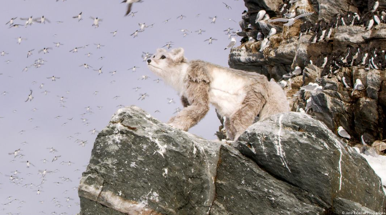 图片[2]-《荒野间谍 第二季 Spy in the Wild Season 2》 (2020) 英国BBC纪录片【全4集/中英双字】高清资源下载-玩嗨助吧网