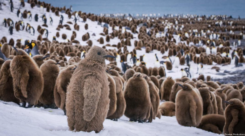 《荒野间谍 第二季 Spy in the Wild Season 2》 (2020) 英国BBC纪录片【全4集/中英双字】高清资源下载-玩嗨助吧网