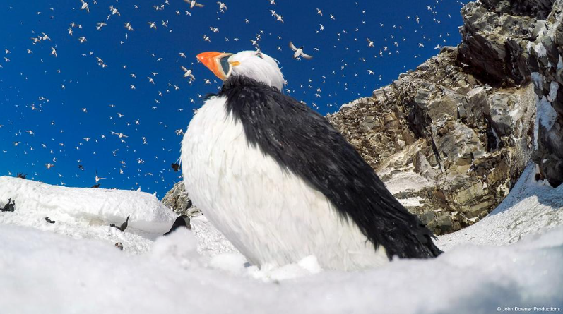 图片[3]-《荒野间谍 第二季 Spy in the Wild Season 2》 (2020) 英国BBC纪录片【全4集/中英双字】高清资源下载-玩嗨助吧网