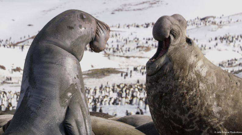 图片[4]-《荒野间谍 第二季 Spy in the Wild Season 2》 (2020) 英国BBC纪录片【全4集/中英双字】高清资源下载-玩嗨助吧网