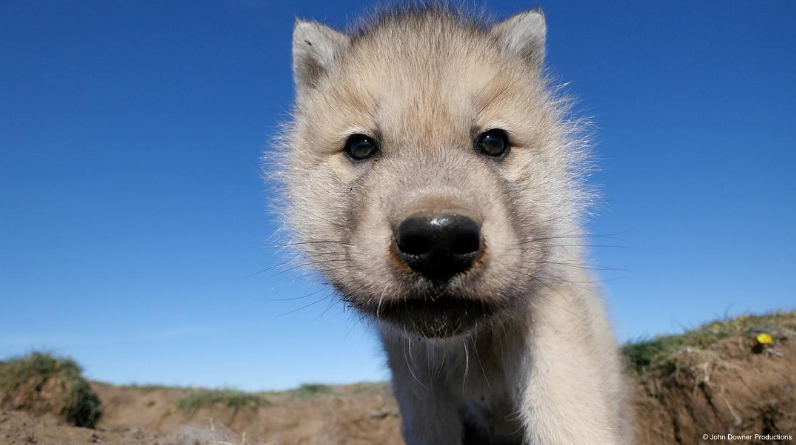 图片[5]-《荒野间谍 第二季 Spy in the Wild Season 2》 (2020) 英国BBC纪录片【全4集/中英双字】高清资源下载-玩嗨助吧网