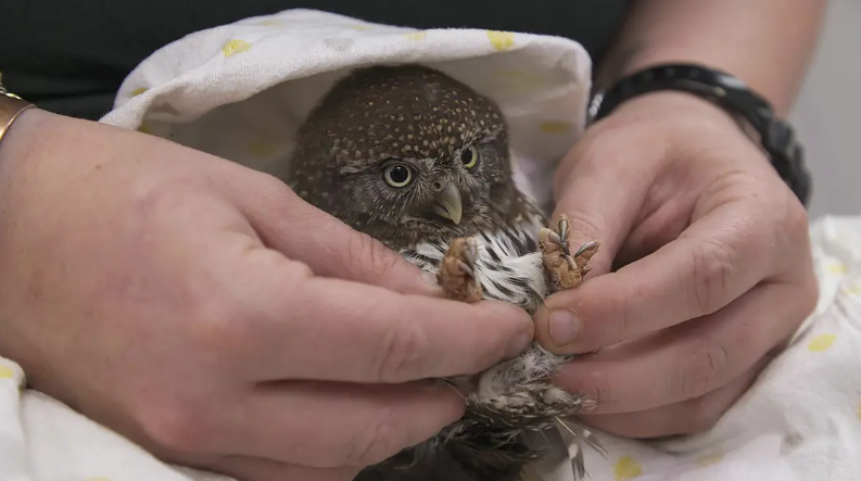 《阿拉斯加野生动物救援 第一季 Alaska Animal Rescue Season 1》 (2020) 美国国家地理纪录片【全4集/中英双字】高清资源下载-玩嗨助吧网