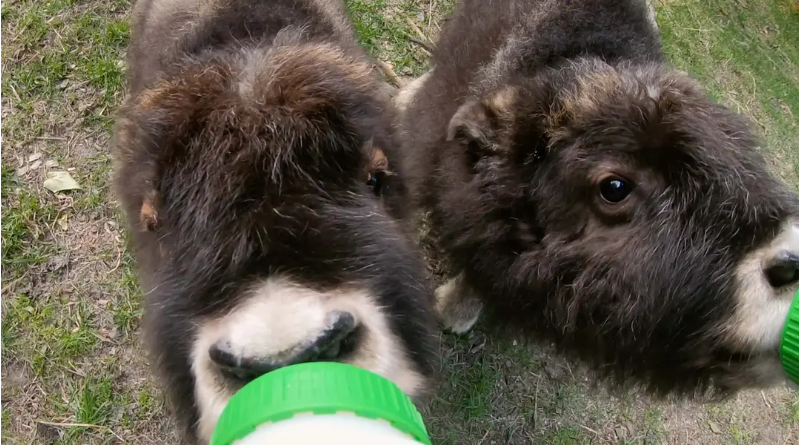 图片[3]-《阿拉斯加野生动物救援 第一季 Alaska Animal Rescue Season 1》 (2020) 美国国家地理纪录片【全4集/中英双字】高清资源下载-玩嗨助吧网