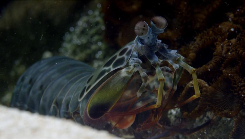 图片[3]-【海洋史诗】《老爵爷的大堡礁之旅》 (2015)【全3集中英双字】大卫·爱登堡探访世界最大珊瑚礁生态奇观-玩嗨助吧网