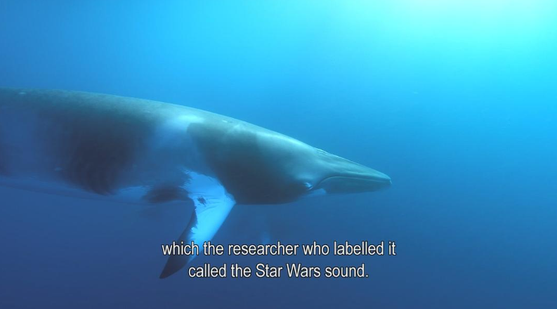 图片[4]-【海洋史诗】《老爵爷的大堡礁之旅》 (2015)【全3集中英双字】大卫·爱登堡探访世界最大珊瑚礁生态奇观-玩嗨助吧网