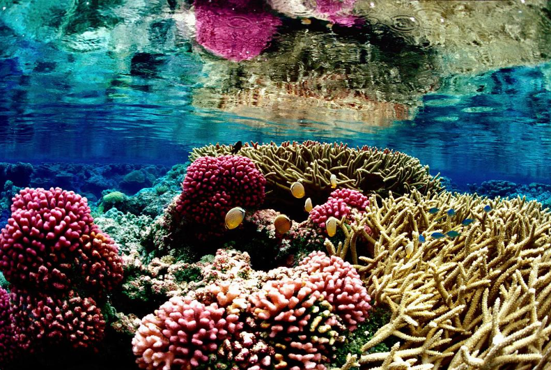 图片[2]-《大堡礁 Great Barrier Reef》 (2012) 英国BBC纪录片【全3集/中英双字】高清资源下载-玩嗨助吧网