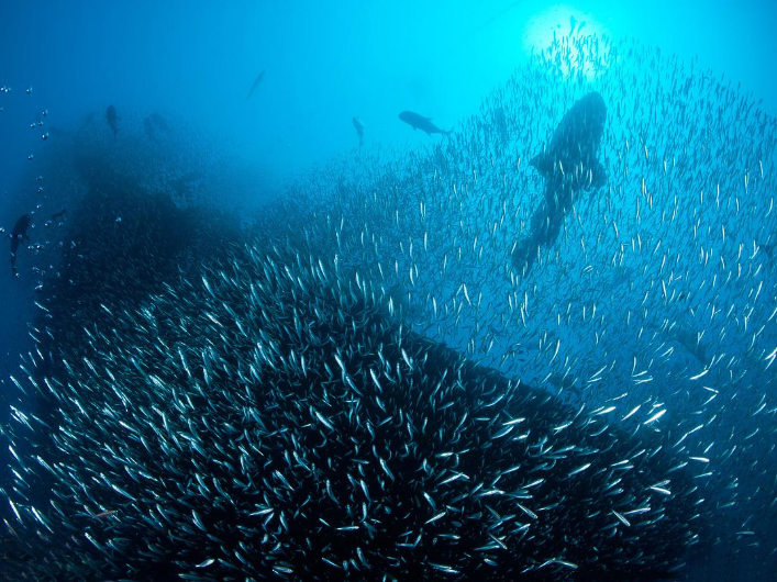 《大堡礁 Great Barrier Reef》 (2012) 英国BBC纪录片【全3集/中英双字】高清资源下载-玩嗨助吧网