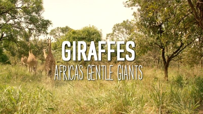 图片[2]-《长颈鹿：非洲的温柔巨人 Natural World – Giraffes: Africa’s Gentle Giants》 (2016) 英国BBC纪录片【单集全/中英双字】高清资源下载-玩嗨助吧网