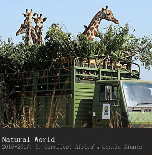 《长颈鹿：非洲的温柔巨人 Natural World - Giraffes: Africa's Gentle Giants》 (2016) 英国BBC纪录片【单集全/中英双字】高清资源下载-玩嗨助吧网
