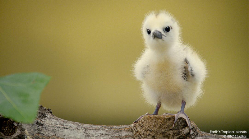 《地球热带岛屿之旅 Earth’s Tropical Islands》 (2020) 英国自然纪录片【全3集/中英双字】高清资源下载-玩嗨助吧网