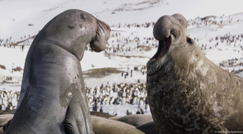 图片[2]-《荒野间谍 第二季 Spy in the Wild Season 2》 (2020) 英国BBC纪录片【全4集/中英双字】-玩嗨助吧网