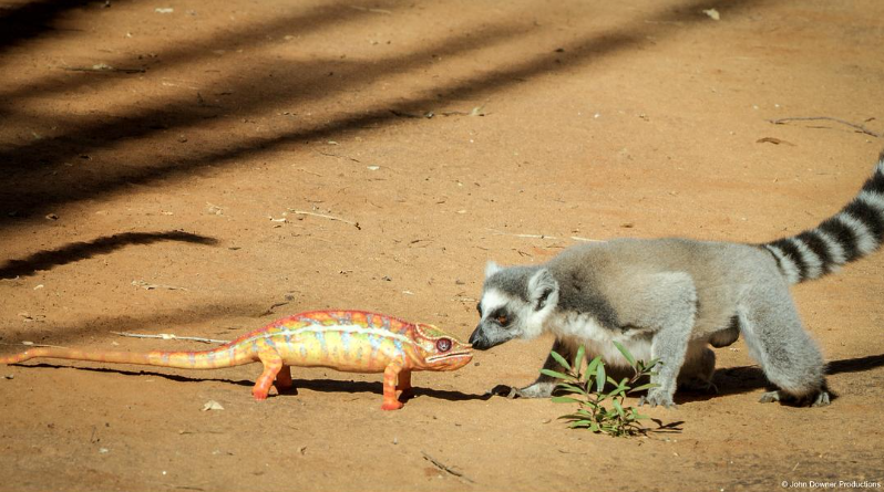 图片[3]-《荒野间谍 第二季 Spy in the Wild Season 2》 (2020) 英国BBC纪录片【全4集/中英双字】-玩嗨助吧网