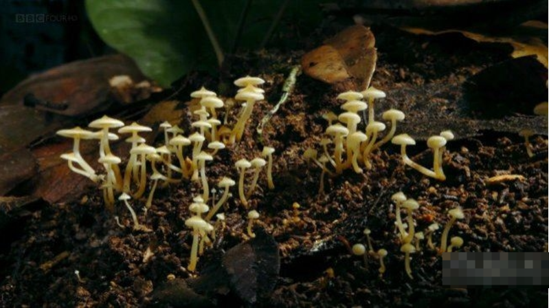 图片[2]-《土壤科学 Deep Down and Dirty The Science of Soil》 (2023) 英国BBC纪录片【单集全/中英双字】高清资源下载-玩嗨助吧网