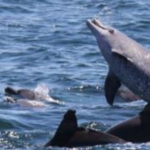 图片[2]-《聪明的海豚 Dolphins-Deep Thinkers》 (2005) 英国BBC纪录片【单集全/中英双字】-玩嗨助吧网