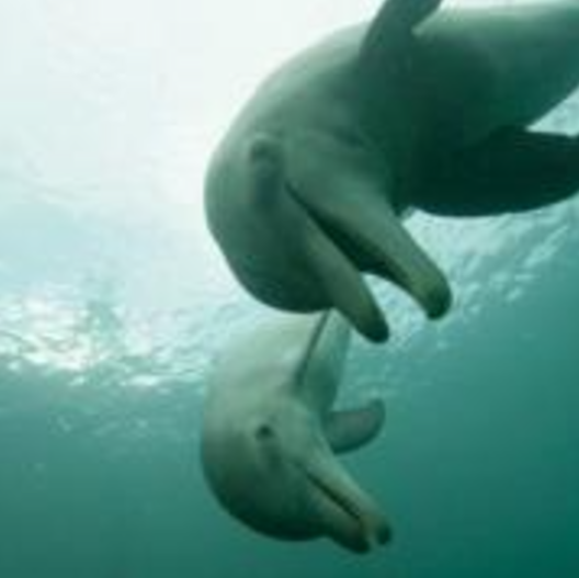 《聪明的海豚 Dolphins-Deep Thinkers》 (2005) 英国BBC纪录片【单集全/中英双字】-玩嗨助吧网