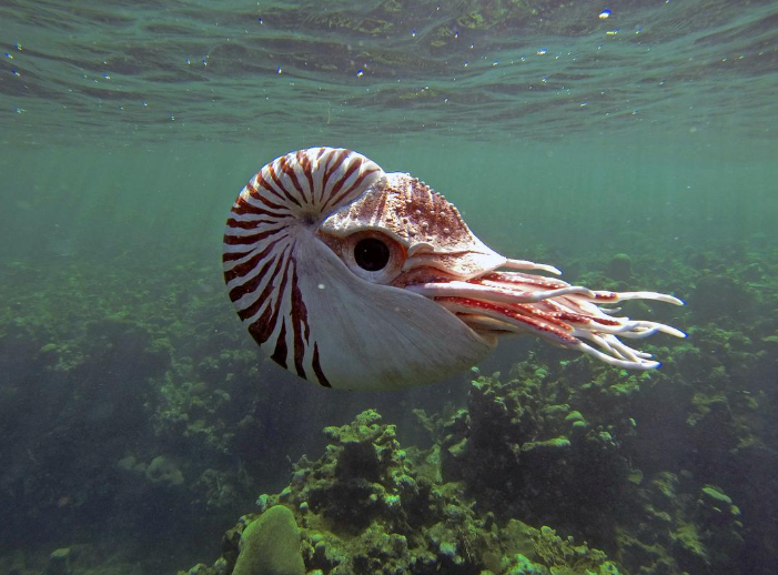 卧底海豚帮 Dolphins - Spy in the Pod (2014) BBC纪录片 | 间谍摄像机拍摄-玩嗨助吧网