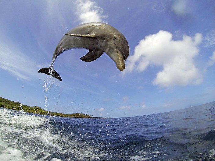 图片[2]-卧底海豚帮 Dolphins – Spy in the Pod (2014) BBC纪录片 | 间谍摄像机拍摄-玩嗨助吧网